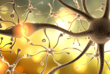 Nerve Cell. 3D. Neurons